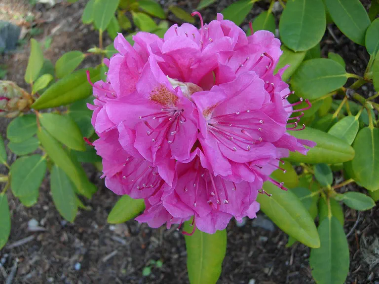 Photo of R. 'Spring Dawn', Rhododendron Hybrid