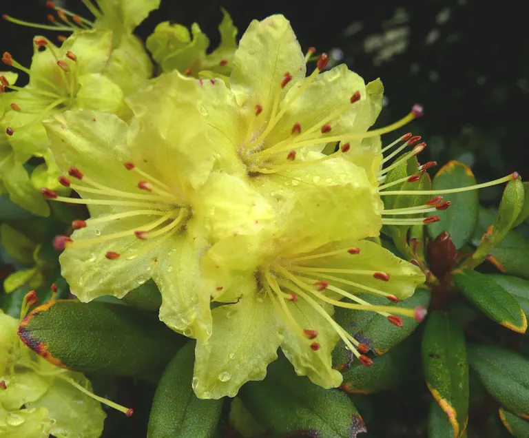 Photo of R. 'Yellow Dane', Rhododendron Hybrid