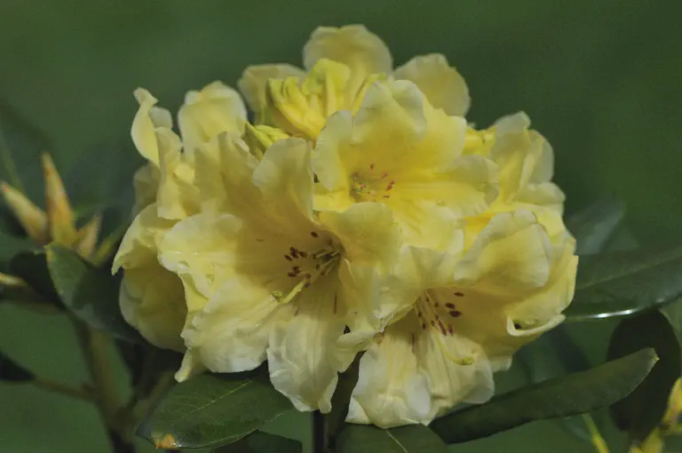 Photo of R. 'Yellow Petticoats', Rhododendron Hybrid