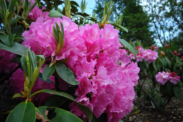 Photo of R. 'Duque de San Lucar', Rhododendron Hybrid