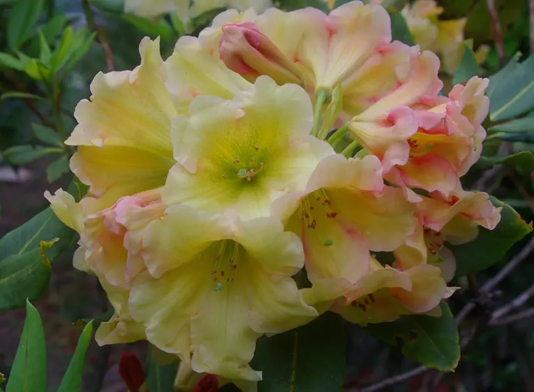 Photo of R. 'Yellow Pippin', Rhododendron Hybrid