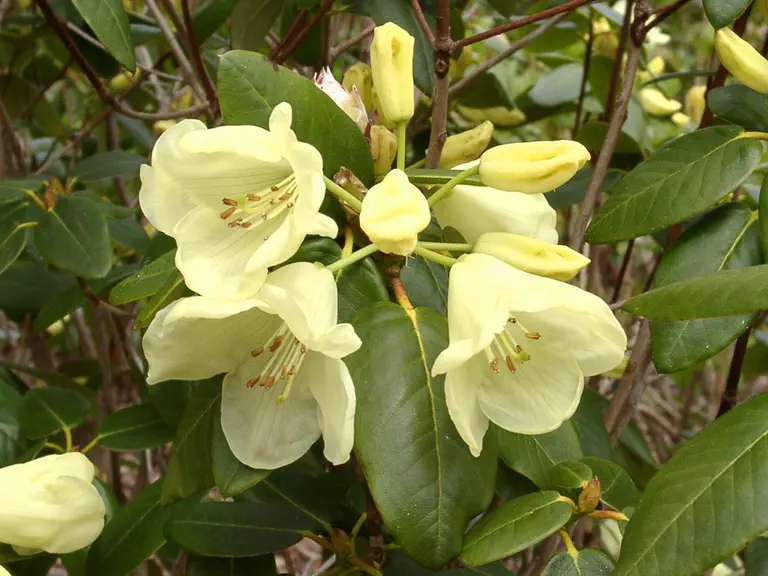 Photo of R. 'Yellow Rolls Royce', Rhododendron Hybrid