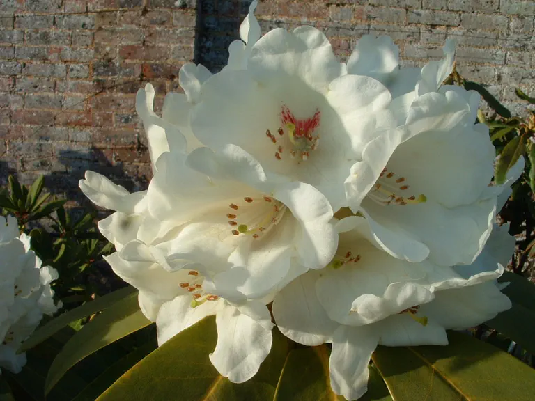 Photo of R. 'Galactic', Rhododendron Hybrid