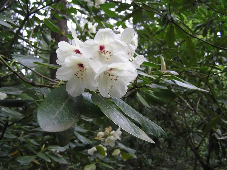 Photo of R. 'Nile', Rhododendron Hybrid