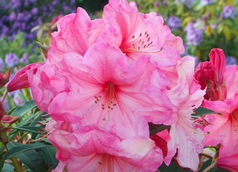 Photo of R. 'Springfield', Rhododendron Hybrid
