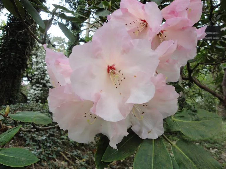 Photo of R. 'Yvonne Dawn', Rhododendron Hybrid