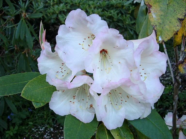 Photo of R. 'Yvonne Opaline', Rhododendron Hybrid