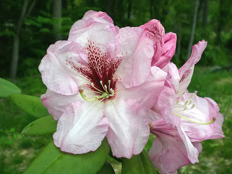 Photo of R. 'Zoë Graves', Rhododendron Hybrid