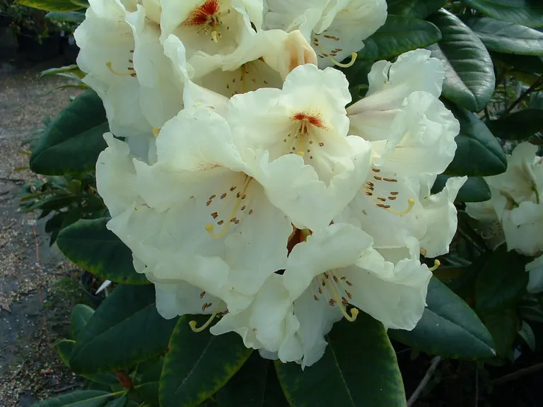Photo of R. 'Gandy Dancer', Rhododendron Hybrid