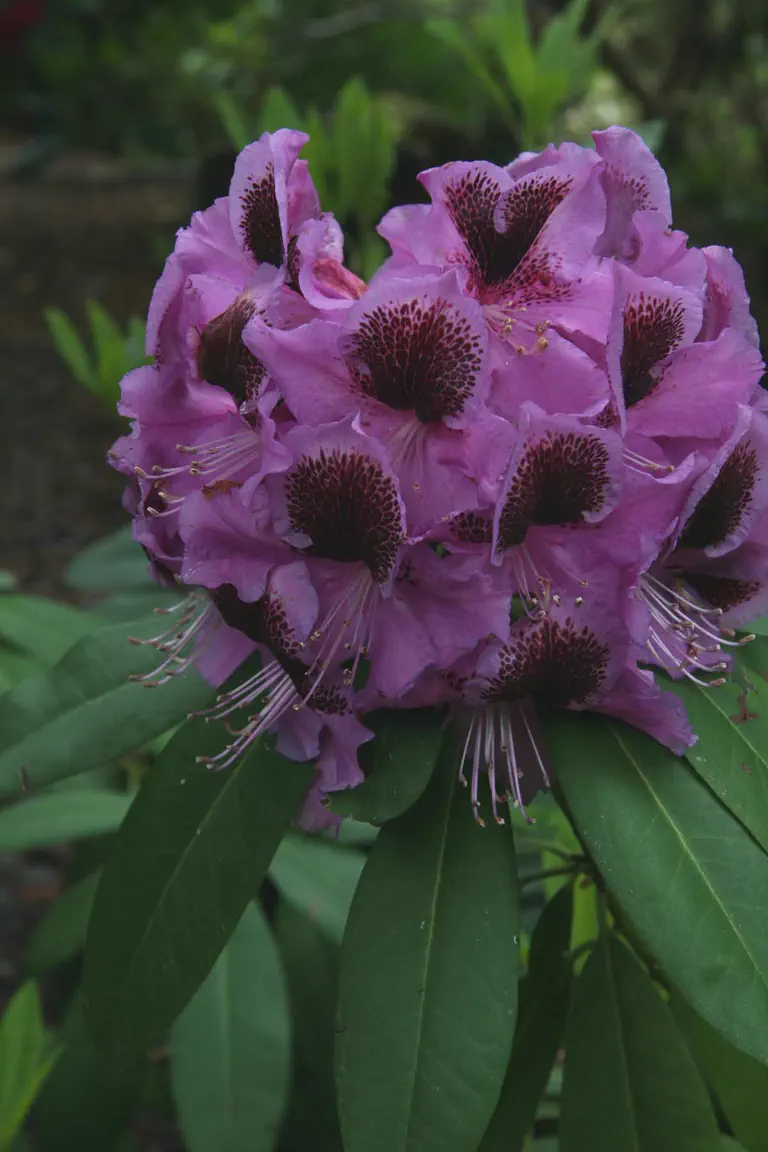 Photo of R. 'Abe Arnott', Rhododendron Hybrid