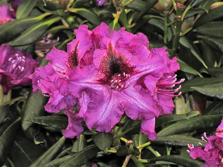 Photo of R. 'Anatevka', Rhododendron Hybrid