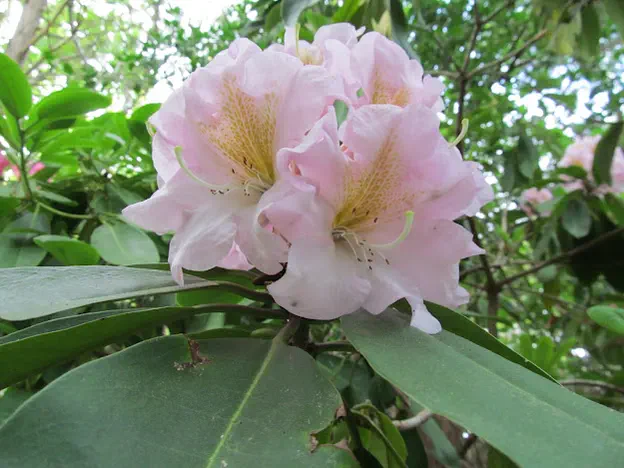 Photo of R. 'Salmon Pink', Rhododendron Hybrid