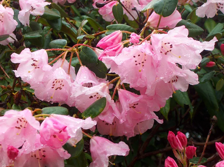 Photo of R. 'Mary's Favorite', Rhododendron Hybrid