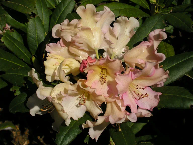 Photo of R. 'Fairweather', Rhododendron Hybrid