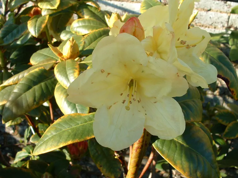Photo of R. 'Andra', Rhododendron Hybrid