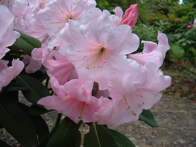 Photo of R. 'Angelo', Rhododendron Hybrid