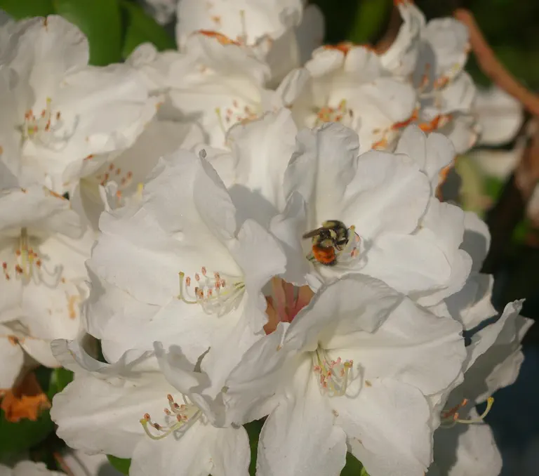 Photo of R. 'Finlandia', Rhododendron Hybrid