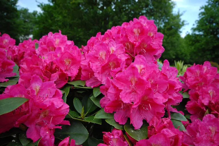 Photo of R. 'Crown Prince', Rhododendron Hybrid