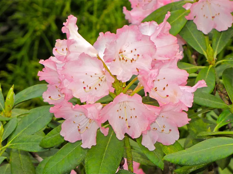 Photo of R. 'Anilin', Rhododendron Hybrid