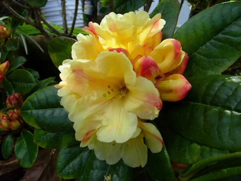 Photo of R. 'Anita Dunstan', Rhododendron Hybrid
