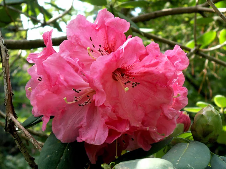 Photo of R. 'Akbar Group', Rhododendron Cultivar group