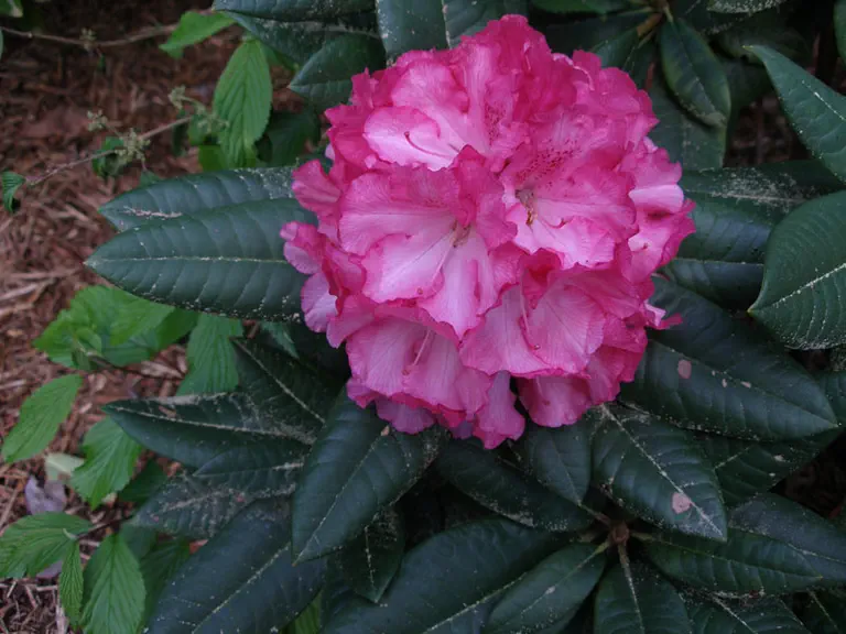 Photo of R. 'Oh! Johnny', Rhododendron Hybrid