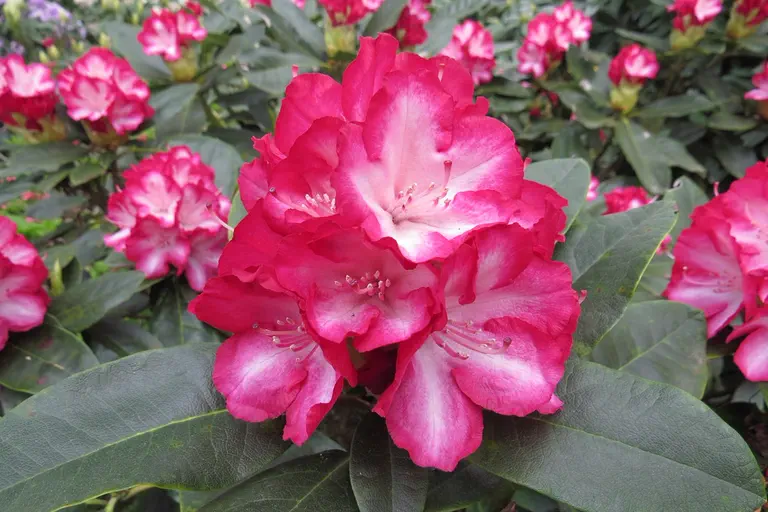 Photo of R. 'Ann Lindsay', Rhododendron Hybrid