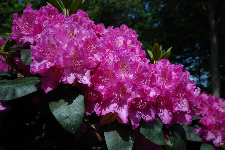 Photo of R. 'Oldewig', Rhododendron Hybrid