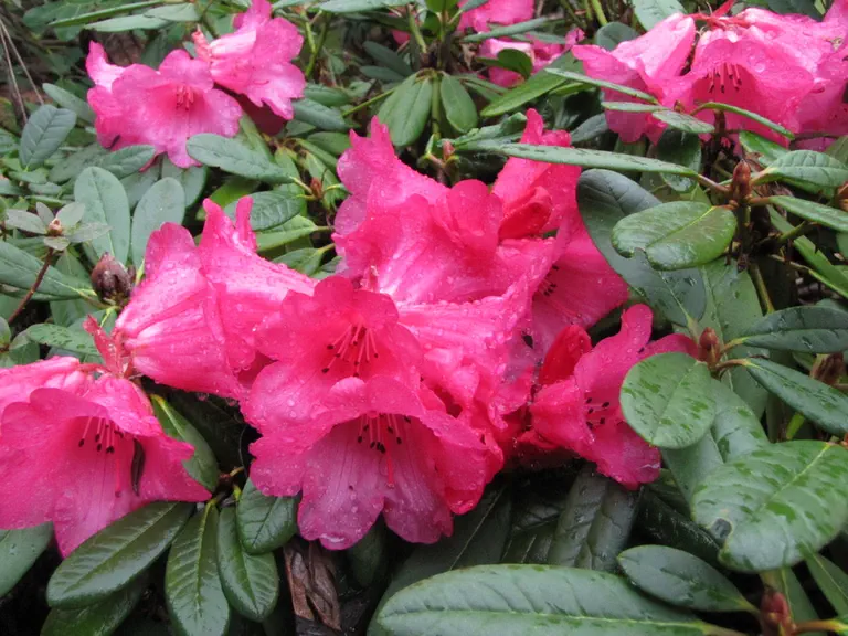 Photo of R. 'forrestii Repens Group x calophytym', Rhododendron Hybrid