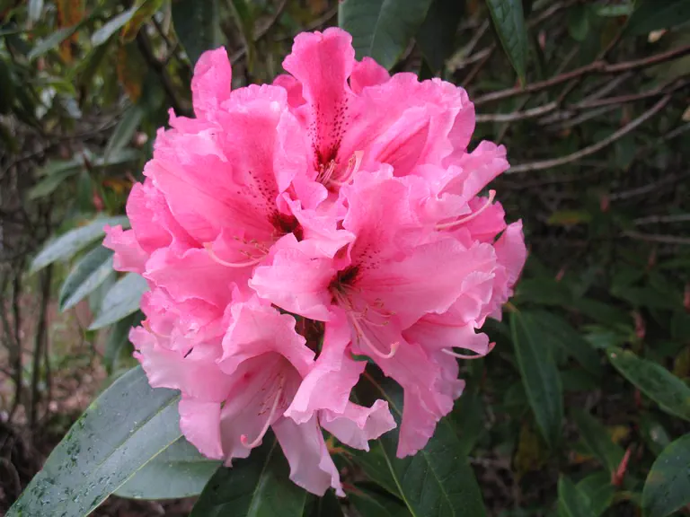 Photo of R. 'Anna', Rhododendron Hybrid