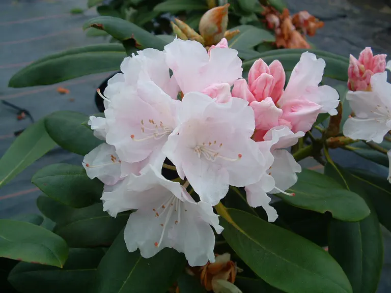 Photo of R. 'Anna H. Hall', Rhododendron Hybrid