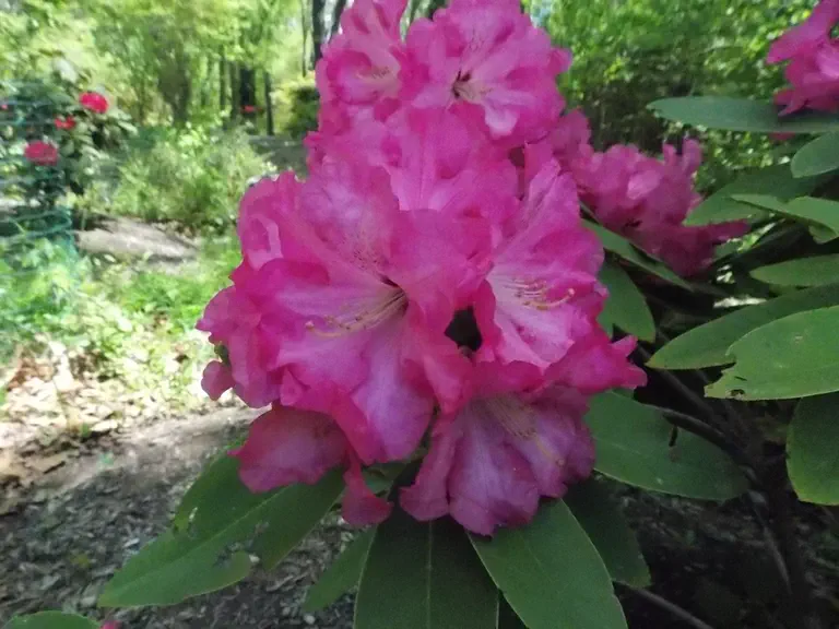 Photo of R. 'Willard', Rhododendron Hybrid