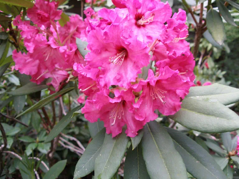 Photo of R. 'Anne Dring', Rhododendron Hybrid