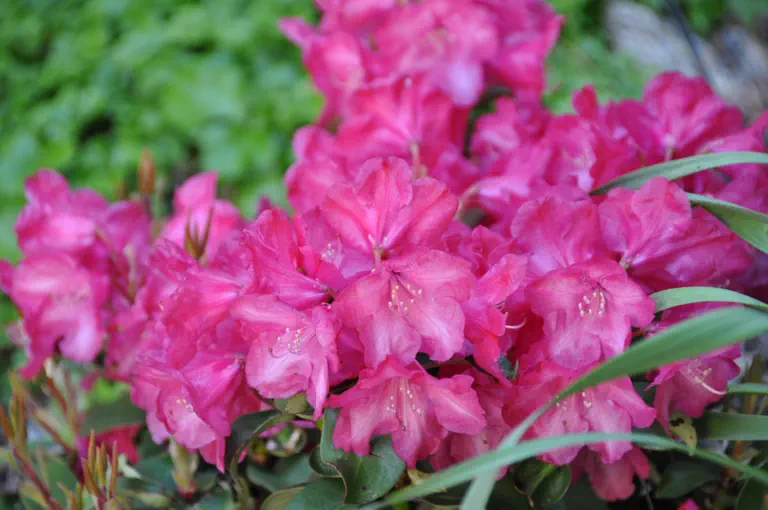 Photo of R. 'Gartendirektor Glocker', Rhododendron Hybrid