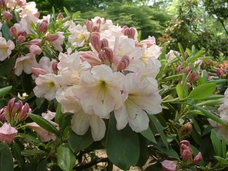 Photo of R. 'Dexter's Apricot', Rhododendron Hybrid
