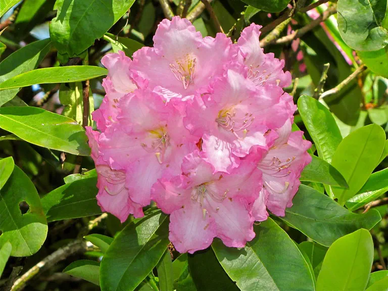 Photo of R. 'Dexter's Appleblossom', Rhododendron Hybrid