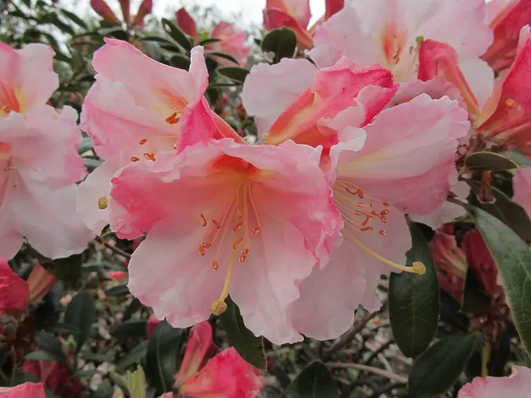 Photo of R. 'Anne Teese', Rhododendron Hybrid