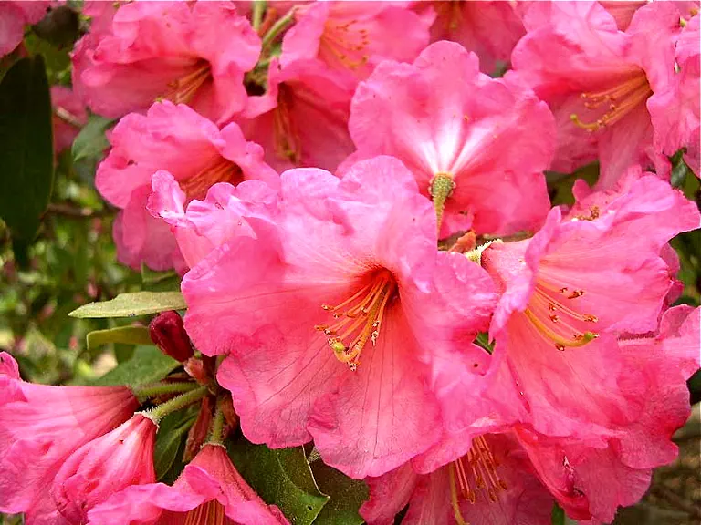 Photo of R. 'Dexter's Brick Red', Rhododendron Hybrid