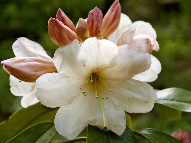 Photo of R. 'Dexter's Cream', Rhododendron Hybrid