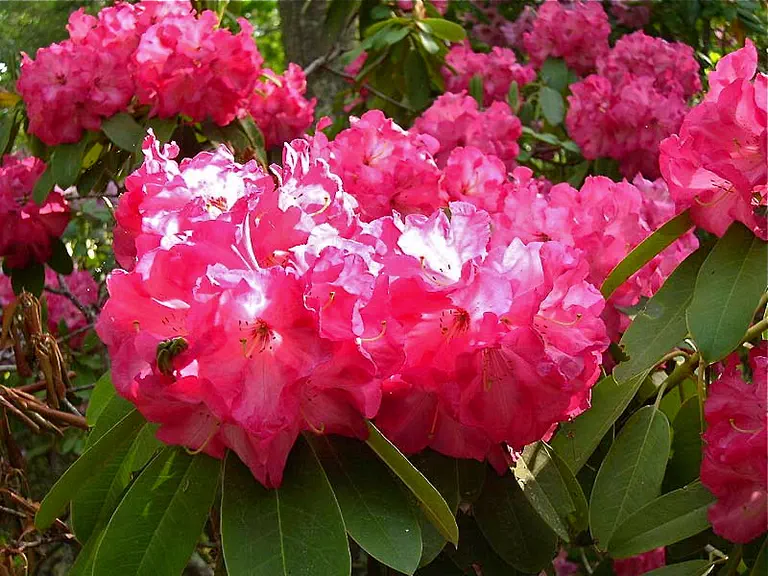 Photo of R. 'Dexter's Glow', Rhododendron Hybrid
