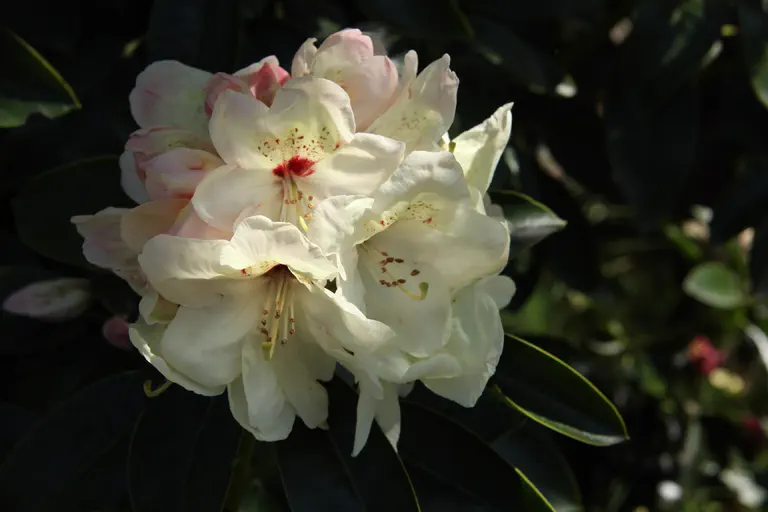 Photo of R. 'Anne's Delight', Rhododendron Hybrid