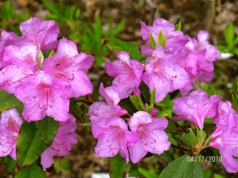 Photo of R. 'Easter Dawn', Rhododendron Hybrid