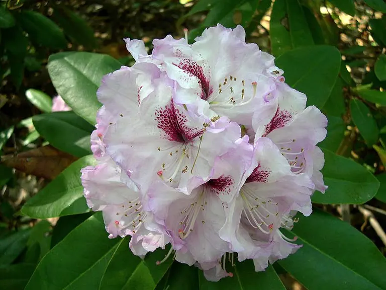 Photo of R. 'Eastern Sappho', Rhododendron Hybrid