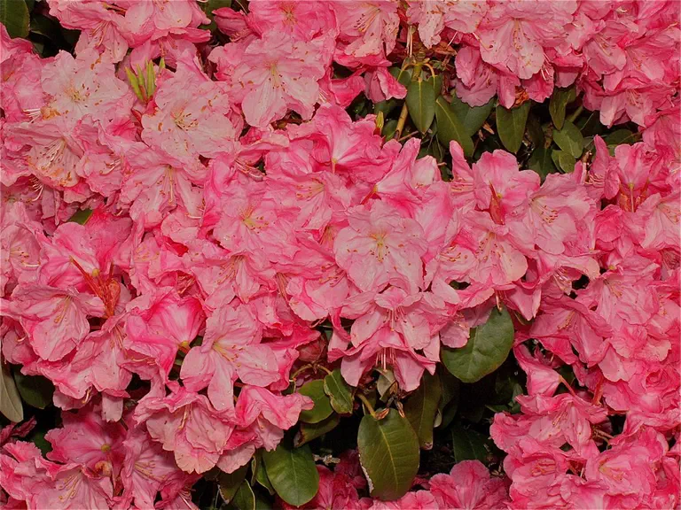 Photo of R. 'Annegret Hansmann', Rhododendron Hybrid