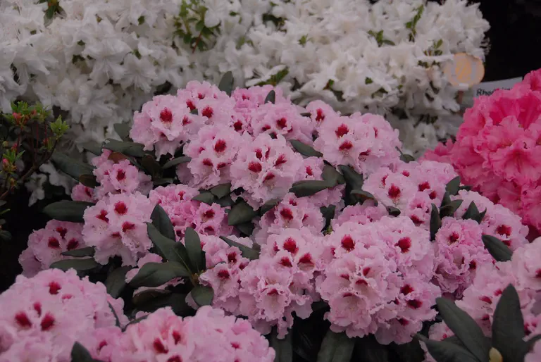Photo of R. 'Annika', Rhododendron Hybrid
