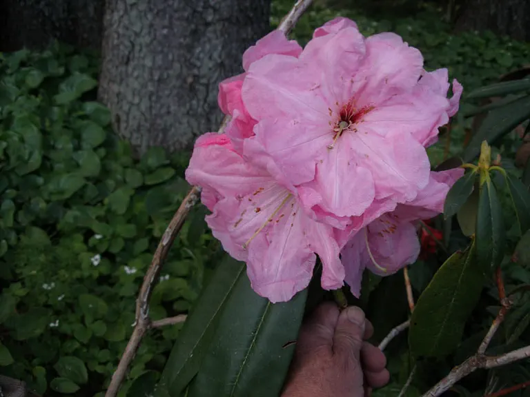 Photo of R. 'Namu', Rhododendron Hybrid