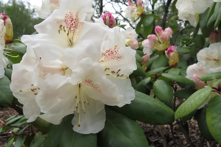 Photo of R. 'Gartendirektor Rieger', Rhododendron Hybrid