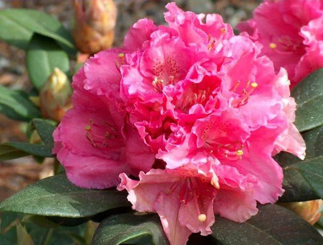 Photo of R. 'Antoon van Welie', Rhododendron Hybrid
