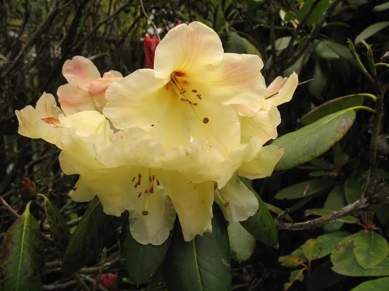 Photo of R. 'Ted Drake', Rhododendron Hybrid