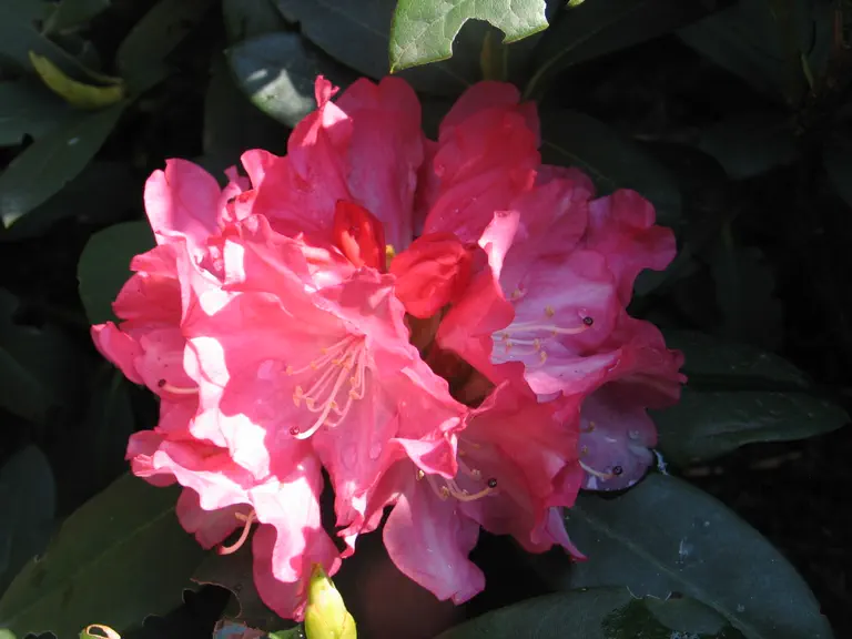 Photo of R. 'Anuschka', Rhododendron Hybrid